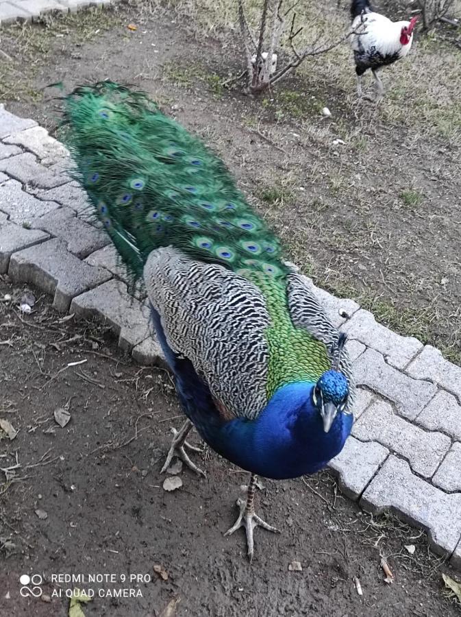 SaklıBahçe Pension Çıralı Extérieur photo